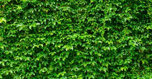 Living Wall